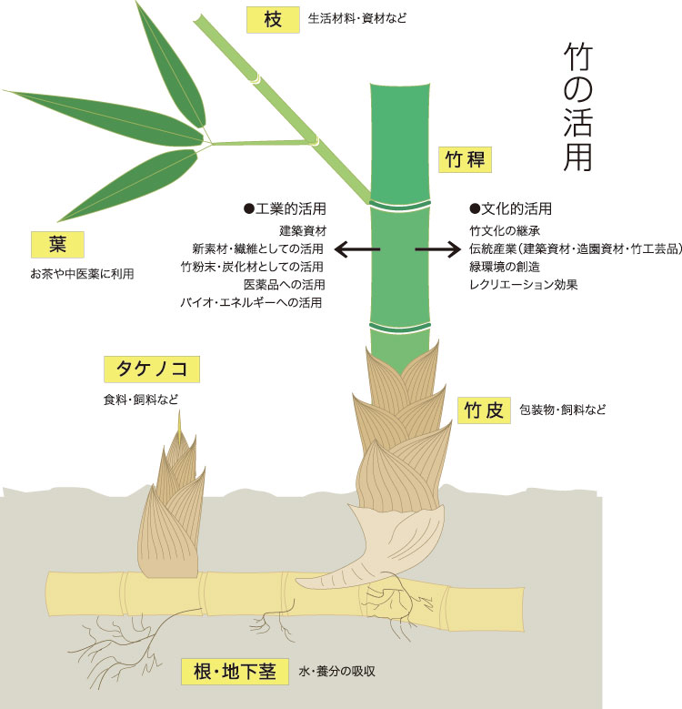 日本の文化を育んだ竹